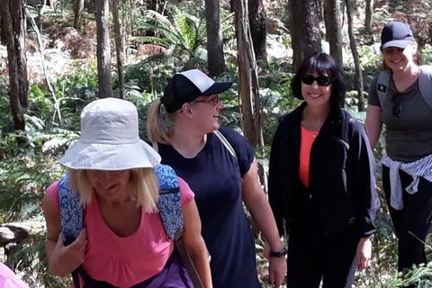 GPS Guided Walks In The Daylesford Forest - Attractions Melbourne 1