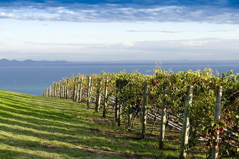 Around The Bay Food And Wine Taste Trail - Attractions Melbourne 5