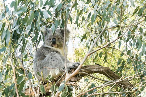 Ultimate Reverse Direction - 12 Apostles, Great Ocean Road - Small Group Tour - Attractions Melbourne 7
