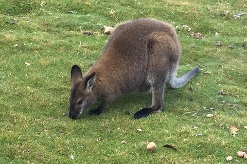 Cradle Mountain Day Tour From Launceston Including Lunch - Attractions Melbourne 3