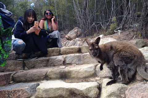 Wineglass Bay And Freycinet National Park Active Day Trip From Hobart - Attractions Melbourne 12
