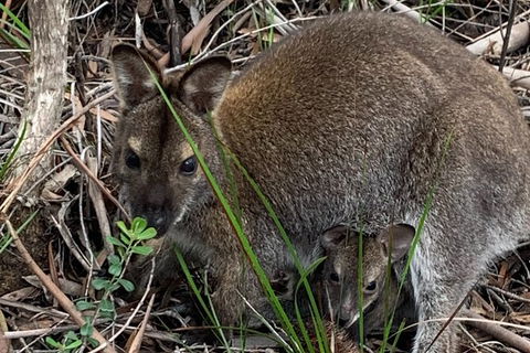 Wineglass Bay And Freycinet National Park Active Day Trip From Hobart - Attractions Melbourne 32