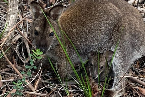 Wineglass Bay Explorer Active Day Trip From Launceston - Attractions Melbourne 21