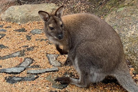 Wineglass Bay Explorer Active Day Trip From Launceston - Attractions Melbourne 20