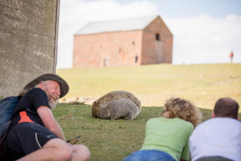 Maria Island Active Day Trip From Hobart - Attractions Melbourne 14