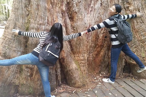 Mt Field National Park Active Day-Trip Including Bonorong And Mt Wellington - Attractions Melbourne 8