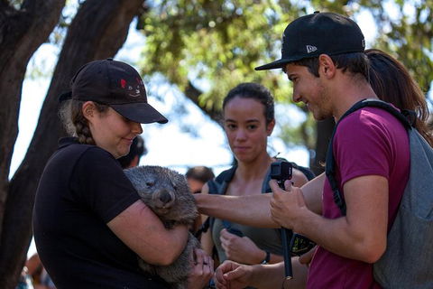 Mt Field National Park Active Day-Trip Including Bonorong And Mt Wellington - Attractions Melbourne 13