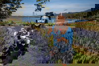 Port Arthur and Lavender Farm Active Day Tour