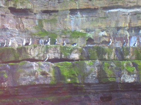 Full-Day Tasman Peninsula Tour From Hobart - Attractions Melbourne 12