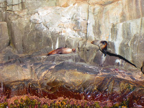 Full-Day Tasman Peninsula Tour From Hobart - Attractions Melbourne 9