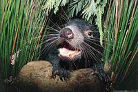 Hobart Shore Excursion: Half Day Bonorong Wildlife Park With Richmond Tour - Attractions Melbourne 0
