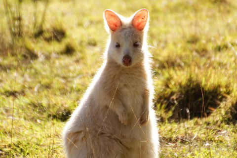 Small-Group Day Trip From Hobart To Bruny Island - Attractions Melbourne 2