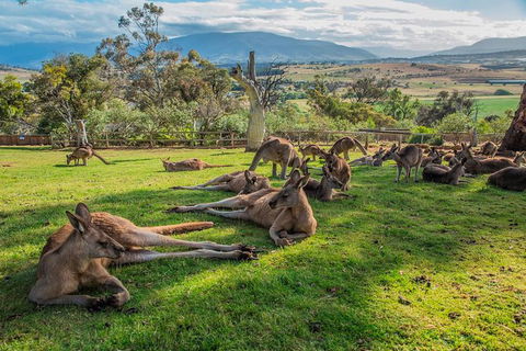 Shore Excursion: Hobart's Best In Half A Day - Attractions Melbourne 0