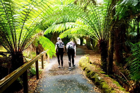 Mount Field National Park - Tarn Shelf & Russell Falls - Guided Hiking Tour - Attractions Melbourne 7