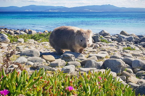 3-Day: Hobart Nature Walking Tour: Maria Island, Cape Raoul & Mount Field - Attractions Melbourne 7