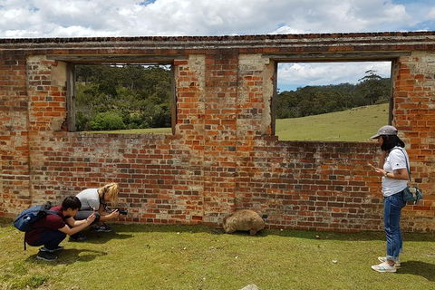 3-Day: Hobart Nature Walking Tour: Maria Island, Cape Raoul & Mount Field - Attractions Melbourne 8