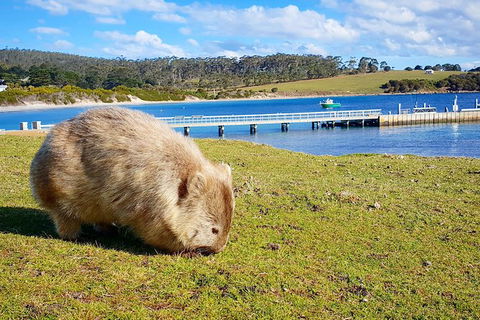 3-Day: Hobart Nature Walking Tour: Maria Island, Cape Raoul & Mount Field - Attractions Melbourne 14
