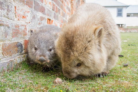 3-Day: Hobart Nature Walking Tour: Maria Island, Cape Raoul & Mount Field - Attractions Melbourne 4