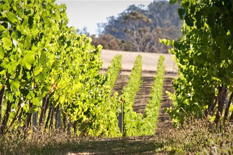 Richmond And Wine Tour Departing Hobart - Attractions Melbourne 1