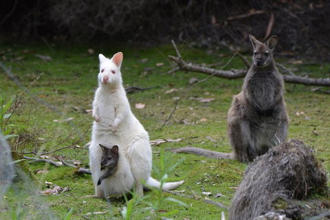 Full-Day Guided Bruny Island Tour From Hobart - Attractions Melbourne 5