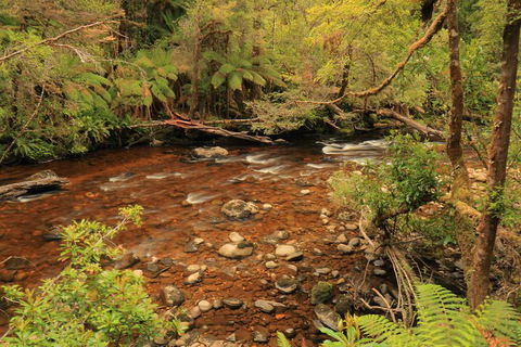 Lake St. Clair And Western Wilderness Active Day Trip From Hobart - Attractions Melbourne 15
