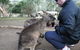 Small-group Tour From Hobart: Native Flora And Fauna, Incl. Royal Bot. Gardens - thumb 1