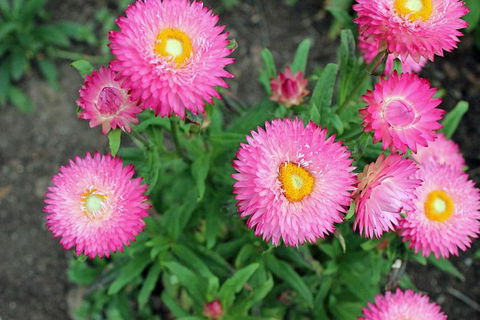 Small-group Tour From Hobart: Native Flora And Fauna, Incl. Royal Bot. Gardens - Attractions Melbourne 3