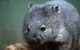Small-group Tour From Hobart: Native Flora And Fauna, Incl. Royal Bot. Gardens - thumb 4