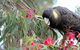 Small-group Tour From Hobart: Native Flora And Fauna, Incl. Royal Bot. Gardens - thumb 8