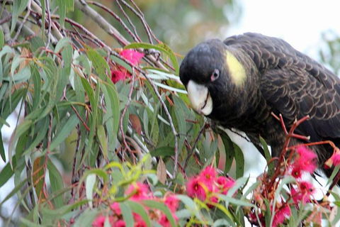Small-group Tour From Hobart: Native Flora And Fauna, Incl. Royal Bot. Gardens - Attractions Melbourne 8