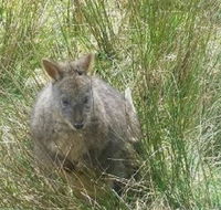 Leven Canyon Day Trip Including Wings Wildlife Park or Gunns Plains Caves from Devonport Ulverstone or Burnie - Attractions Melbourne