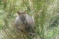 Leven Canyon Day Trip Including Wings Wildlife Park or Gunns Plains Caves from Devonport Ulverstone or Burnie