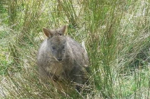 Leven Canyon Day Trip Including Wings Wildlife Park Or Gunns Plains Caves From Devonport, Ulverstone Or Burnie - Attractions Melbourne 0
