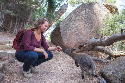 Active Day Tour One-Way From Hobart To Launceston With Wineglass Bay - Attractions Melbourne 9