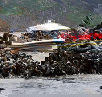 3-Hour Bruny Island Cruise from Adventure Bay - Attractions Melbourne
