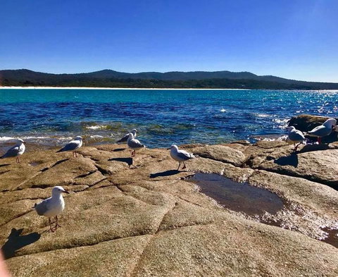 5-Day Lap Of Tasmania Tour From Hobart (flexible Ticket) - Attractions Melbourne 4