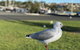 5-Day Lap Of Tasmania Tour From Hobart (flexible Ticket) - thumb 8