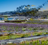 Private Tasman Peninsula Cruise Ship Tour from Port Arthur - Attractions Melbourne