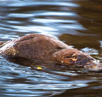 Wild-Platypus 2 hour wildlife tour - Attractions Melbourne