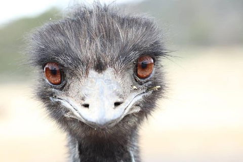ZOODOO ZOO Tour, Meet The Famous Tasmanian Devil, Cuddle A Kangaroo, Feed A Lion - Attractions Melbourne 1