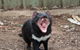 ZOODOO ZOO Tour, Meet The Famous Tasmanian Devil, Cuddle A Kangaroo, Feed A Lion - thumb 0