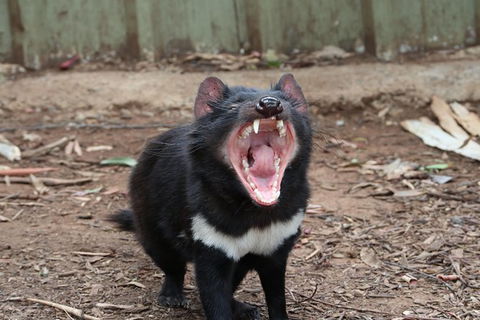 ZOODOO ZOO Tour, Meet The Famous Tasmanian Devil, Cuddle A Kangaroo, Feed A Lion - Attractions Melbourne 0