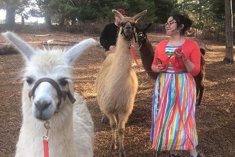 Unguided Family Llama Walk - Attractions Melbourne 1