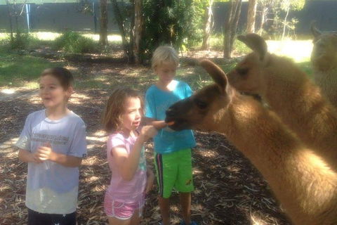 Unguided Family Llama Walk - Attractions Melbourne 0