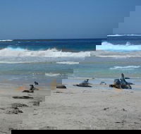 Kangaroo Island in a Day Tour from Adelaide - Attractions Melbourne