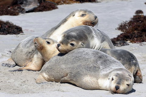 Small-Group Kangaroo Island 4WD Tour From Adelaide - Attractions Melbourne 1