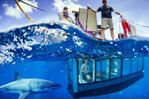 White Shark Tour With Optional Cage Dive From Port Lincoln - Attractions Melbourne 0