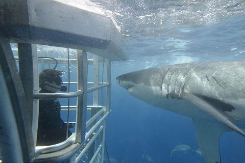 White Shark Tour With Optional Cage Dive From Port Lincoln - Attractions Melbourne 2