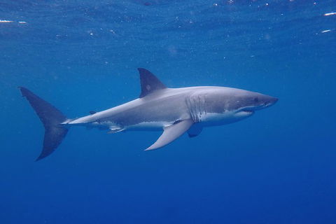 White Shark Tour With Optional Cage Dive From Port Lincoln - Attractions Melbourne 5