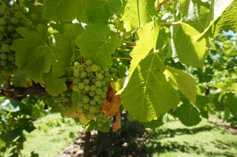Barossa Valley With Hahndorf Tour From Adelaide - Attractions Melbourne 4